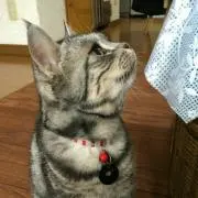 コリン  ★プロフィール必読！！の画像