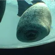 じゅり