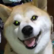 すがぽんの画像