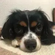 くみごんの画像