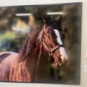 てんもの画像