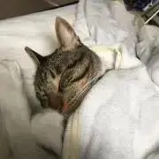 ロキ　プロフ必読お願いします