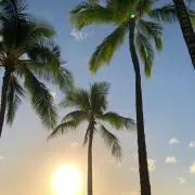 あぶの画像