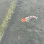 ほしの画像