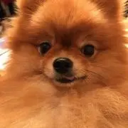 モナコックの画像