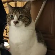 まいか・ぶーすかの画像