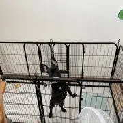 ちわ