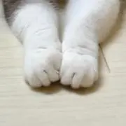 k mの画像