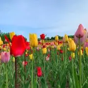 梅子の画像