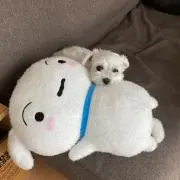 ✤t✤