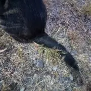 啞の画像