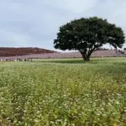 watakichiの画像