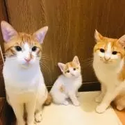みーたん