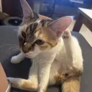 けんいっちーの画像