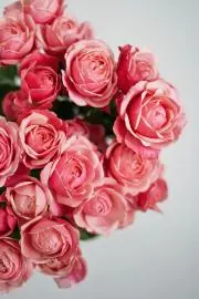 beauty