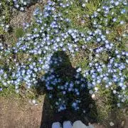 ももの画像