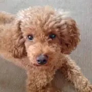 モカ
