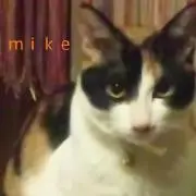 kiyo-999