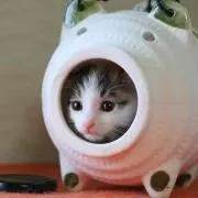 まな