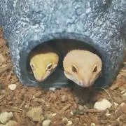 とし