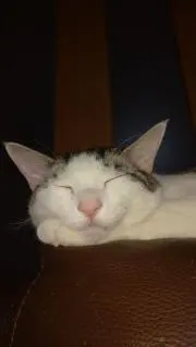 ポコポコ