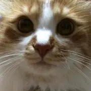 あっこ