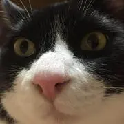 ジョジョベラー