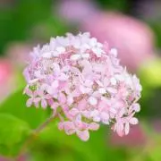 柱時計の画像