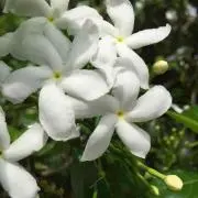 すえ