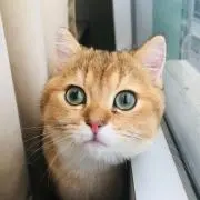 るり子の画像
