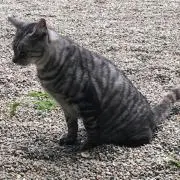 龍