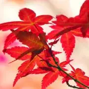 Sahiroの画像