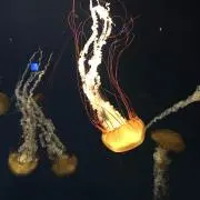 りーぬの画像