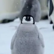 やふの画像
