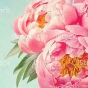 ｐｅｏｎｙ(プロフィール必読)の画像