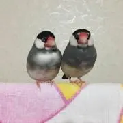 ゆづたんの画像