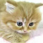ぷくぷく(発送まで１日〜４日頂きます)の画像