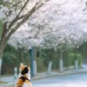 とうあの画像