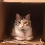 TEDの画像