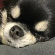 ...の画像