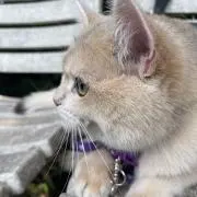 はるの画像