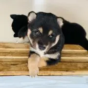 kikiの画像