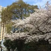 TAの画像