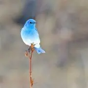 優麗