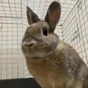 はらちん