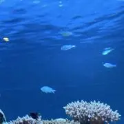 かふうの画像