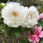 野菜炒めの画像