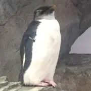 Asapfoever@$!~の画像