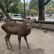 uramの画像