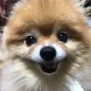 なのはなの画像